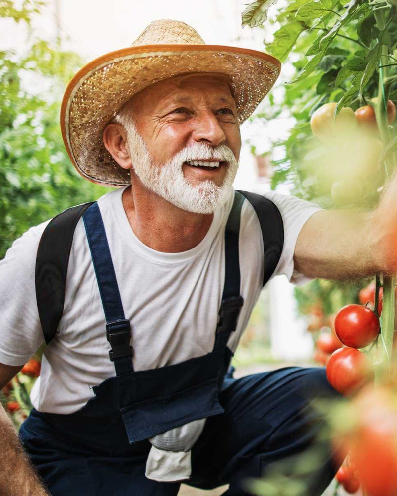 Copper Compression Posture Corrector, an older man gardening while wearing the posture corrector