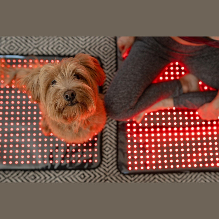 MitoPETS Pad | Red Light Therapy Designed Specifically for Pets